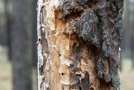 Infested Tree in Rhode Island