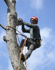 Tree expert working o nan infested tree in Rhode Island