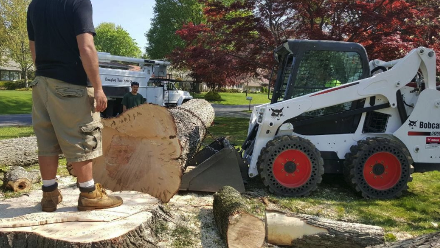rhode island tree removal