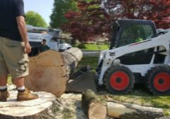 rhode island tree removal